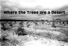 Where the Trees are Desert